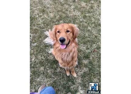 a golden retriever dog standing on grass